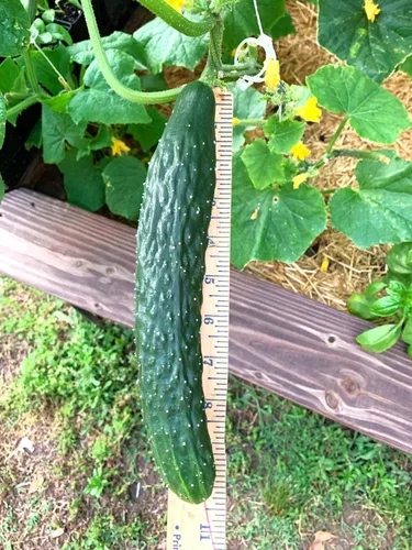 Miniatura 4 de TomorrowSeeds - Semillas de pepino sin eructos de jade de China - Más de 100 unidades - para plantar 2026 Delicioso largo verde oscuro sin amargo
