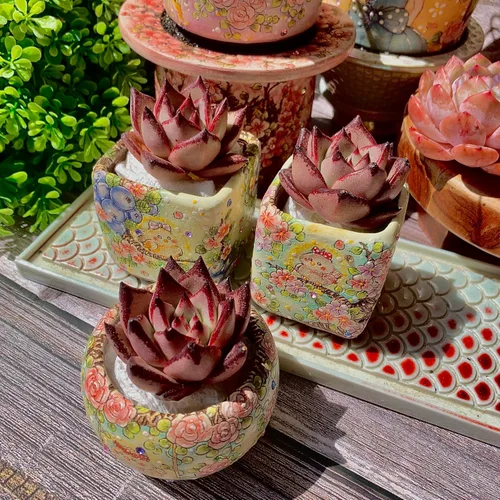 Miniatura 5 de Echeveria agavoides Romeo - Kit de suculentas, con maceta de plástico, 1 cabeza de 2 pulgadas, planta viva de 2 pulgadas, suelo comprimido y guía