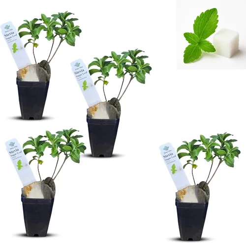Miniatura 12 de Hibisco Rosa. rosa-sinensis. Planta Viva - Hibisco Tropical Floreciente, Flores Bonitas, Usado en Té y Jugo (2 Plantas de Hibisco Rosa)