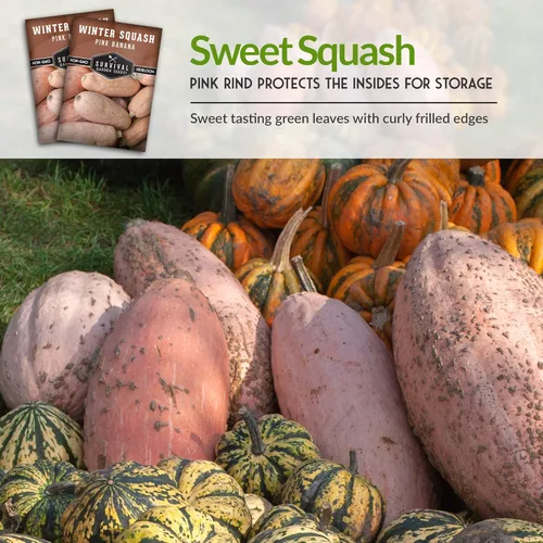 Miniatura 6 de Semillas de calabaza de invierno de plátano rosa para plantar – Semillas de vegetales tradicionales sin OGM – Extra grande, alto rendimiento, fácil