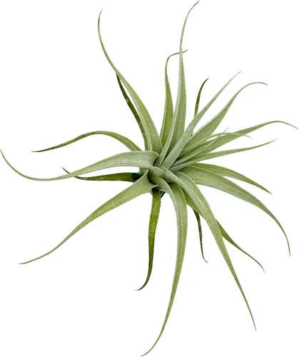 Miniatura 52 de ragnaroc Planta de Aire Viva – Tillandsia Capiput, Jumbo 6-9” - 2 unidades - Llegada Viva Garantizada - Plantas de Casa para Decoración del Hogar