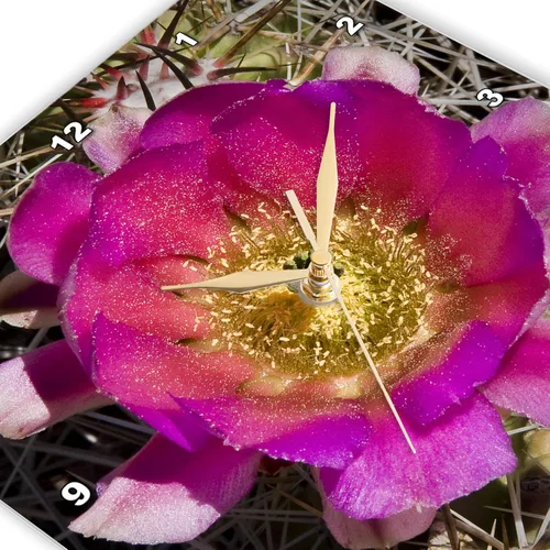 Miniatura 2 de dpp _ _ _ _ _ _ _ _ _ _ 32397 Jerry Funk Foto Artisan Flores – Relojes de pared colorida jardín botanic Classic Planta SW Southwest Desierto Cactus
