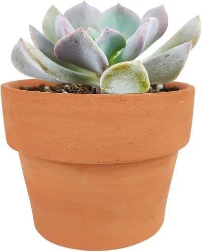 Miniatura 27 de Echeveria Lola - Planta suculenta saludable Echeveria Live de fácil cuidado para interiores, totalmente arraigada en tamaños de 2/4/6 pulgadas
