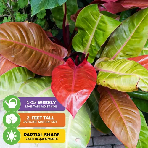 Miniatura 3 de Philodendron Prince of Orange - Philodendron by Wellspring Gardens - Vibrante y fácil cuidado para interiores - Planta exterior con color dinámico