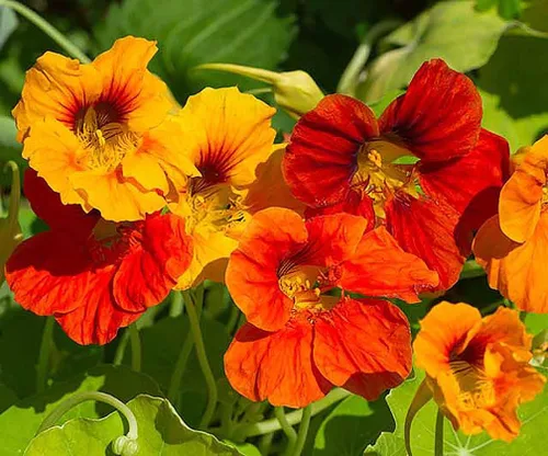 Miniatura 3 de 13,00 polinizadores que atraen semillas de flores silvestres, 1 onza, atrae abejas, mariposas y otros insectos beneficiosos, mezcla de rodillas