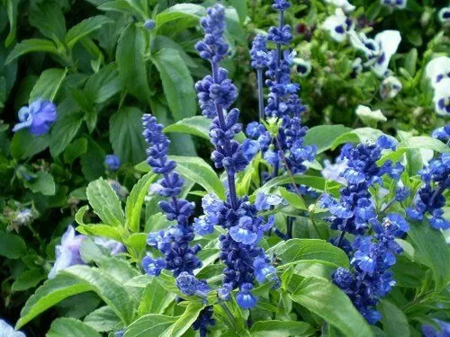 Miniatura 4 de 250 semillas de flores de salvia azul Salvia Farinacea