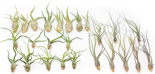 Miniatura 8 de Paquete de plantas de aire Wild Ones, Tillandsia Caput Medusae, Butzii y Bulbosa Guatemala, plantas suculentas de interior para soportes