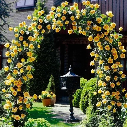 Miniatura 2 de Plantas vivas de rosas trepadoras, rosales listos para plantar, sin maceta, podados, bien enraizados, de 6 a 8 meses de edad (Fourth of July)
