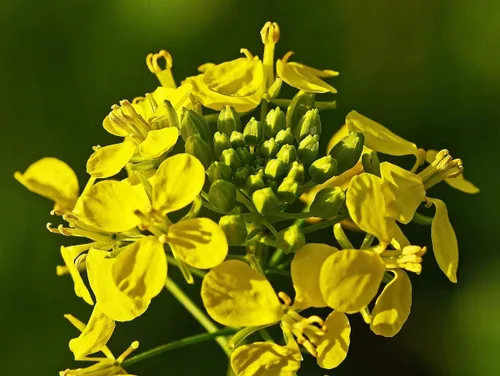 Miniatura 4 de Semillas de mostaza negra vegetal tradicional para plantar semillas sin OMG 500