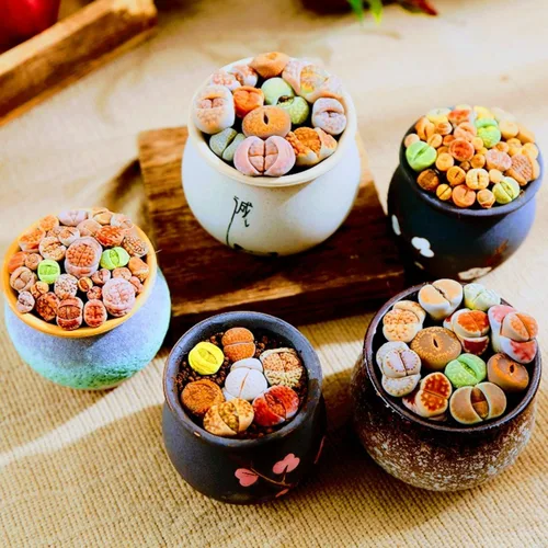 Miniatura 2 de Lithops - Mezcla de 20 plantas vivas Lithop, plantas suculentas a granel, piedra viva de roca viva, plantas vivas de gran tamaño, jardín