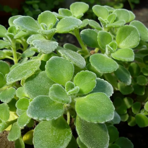 Miniatura 2 de Plectranthus Vick Plant - Maceta viva de 4 pulgadas, la planta viene sin maceta, planta suculenta Plectranthus Vick viva para plantar en interiores