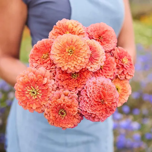 Miniatura 82 de Eden Brothers - Semillas de zinnia, cactus con flores, sin OMG, plantar en primavera, paquete, flores de bajo mantenimiento, zonas 3, 4, 5, 6, 7, 8
