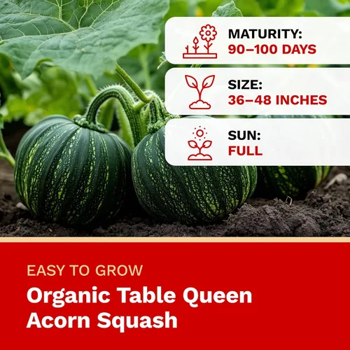 Miniatura 2 de The Harvest Company Organic Table Queen - Calabaza bellota, sin OMG, certificado USDA orgánico, semillas de jardín de polinización abierta