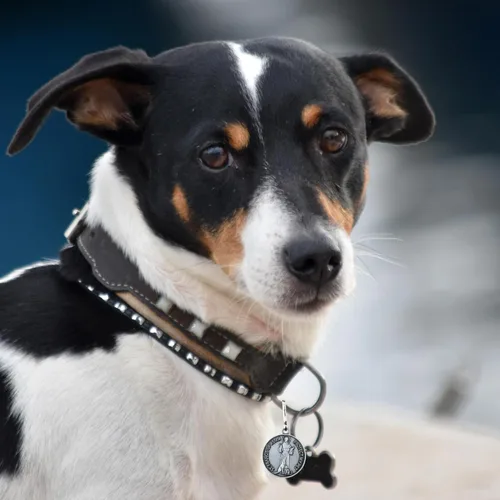 Miniatura 5 de Needzo Medalla de San Francisco para collar de perro, dije de medallón de San Patrono para mascotas, regalos religiosos para nuevos dueños