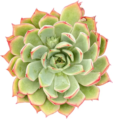 Miniatura 19 de Sprout N Green Echeveria agavoides 'Lipstick', suculenta viva totalmente arraigada en maceta de inicio de 4 pulgadas, planta de casa para interiores