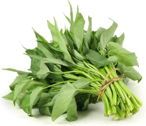 Más de 1000 semillas Kong Xin CAI para patio y jardín – Semillas vegetales de hoja verde Rau Muong sin OMG para plantar, tasa de germinación del 95