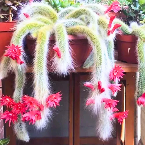 Planta Viva de Cactus Cola de Mono Rastrero, Planta Suculenta Viva de Cactus Raro con Raíces Vivas, 3-6 Pulgadas de Alto a Raíz Desnuda