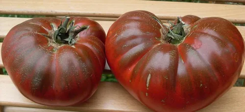 Miniatura 8 de Semillas Tomate Príncipe Negro Gigante Heirloom Vegetal Sin OMG