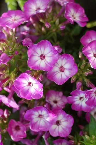 Miniatura 4 de Volcán Phlox - Phlox Volcano Rosa con Ojo Blanco (Garden Phlox) Flores perennes, rosas y blancas, 1 - Contenedor