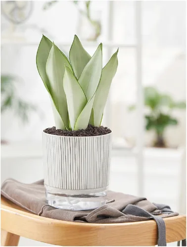 Miniatura 9 de Macetas de riego automático para plantas de interior, macetas, maceta de riego automático, 2 piezas de 4 + 5.3 pulgadas, rayas negras