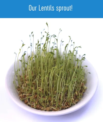 Miniatura 8 de Marca Palouse Lentejas marrones certificadas libres de residuos de glifosato 5 LIBRAS Sin desecante Germinables Proyecto sin OMG verificado