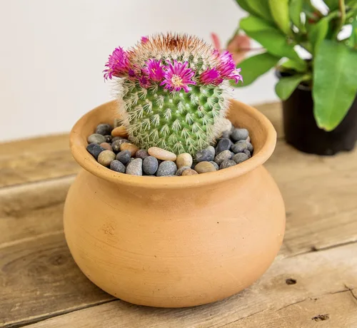 Miniatura 8 de Altman Plants, Surtido de plantas de cactus vivas (8 unidades), plantas suculentas vivas en mezcla de tierra de cactus, plantas de cactus vivas