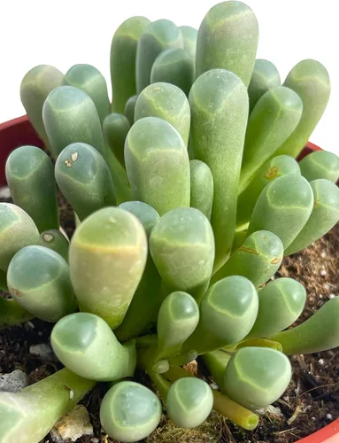 Miniatura 4 de Suculenta viva de 4 pulgadas "Baby Toes Fenestraria Rhopalophylla, plantas suculentas vivas completamente enraizadas, planta