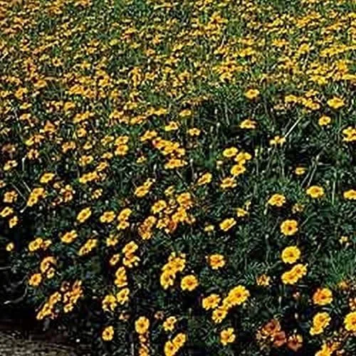 Miniatura 5 de Caléndula del pantano - Las flores brillantes de oro amarillo volverán a sembrar (25 - Semillas)