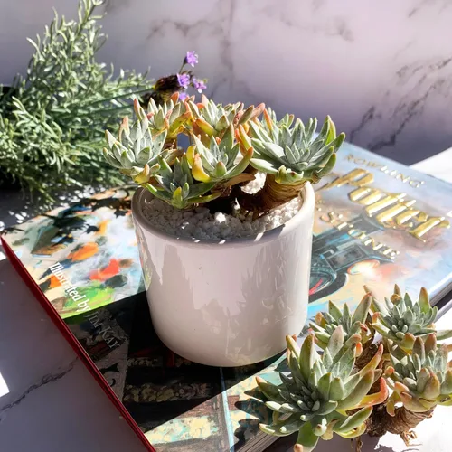 Miniatura 6 de Dudleya Gnoma S.W.McCabe Plantas suculentas raras vivas, 5-7 cabezas de 3.5" Raíz desnuda sin maceta y tierra, decoración para jardín