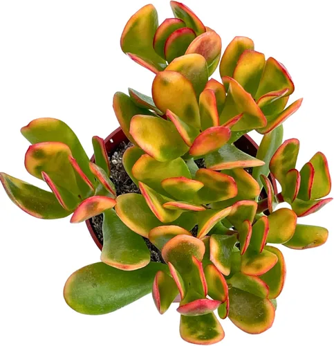 Miniatura 2 de Planta de jade Crassulla Ovata Hummel's Sunset de 4 pulgadas, plantas suculentas vivas, fáciles de cultivar, difíciles de matar, planta