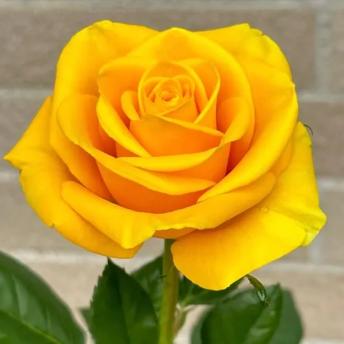 Más de 100 piezas de semilla de rosa amarilla, símbolo de amistad, arbustos de rosa perenne, planta de paisajismo llamativa, fácil de cultivar