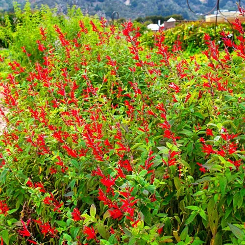 Miniatura 3 de 2 plantas vivas de salvia vibrante, plantas de salvia perennes fragantes vivas para plantación de primavera, plantación de verano, de 5 a 10