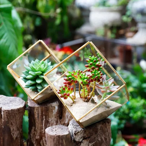 Miniatura 4 de ELEGANTLIFE Terrario de Plantas Geométrico de Cristal, Macetas para Suculentas y Plantas de Aire para Decoración de Hogar, Jardín, Oficina