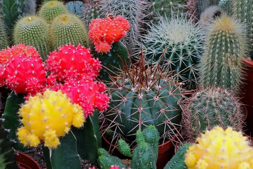 Miniatura 3 de Semillas Cactus (Cacti) Mix - Orgánico