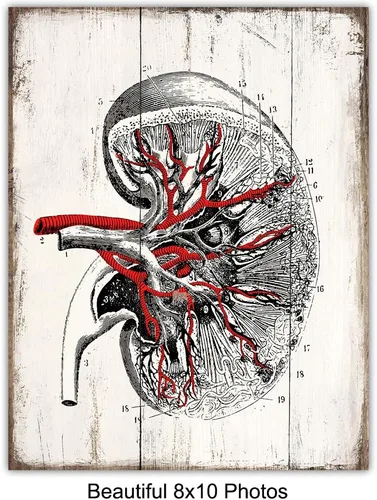 Miniatura 4 de Medical Anatomy – Juego de placas de arte de pared de órganos humanos vintage – Impresiones de fotos Shabby Chic para clínica médica, oficina de Dr.
