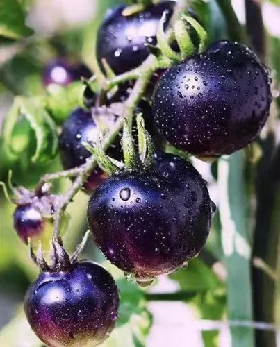 Miniatura 2 de 30 semillas de tomate cereza negra semillas de verduras de jardín