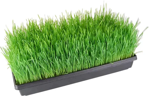 Miniatura 3 de Bandejas para germinar plantas (CON orificios de drenaje) – 20" x 10" – bandejas perfectas germinadoras de semillas de jardín: para semilleros