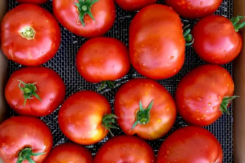 Miniatura 3 de Plant Good Seed Semillas de tomate orgánicas Sasha's Altai – Paquete de 50, semillas tradicionales para plantar verduras – Suministros