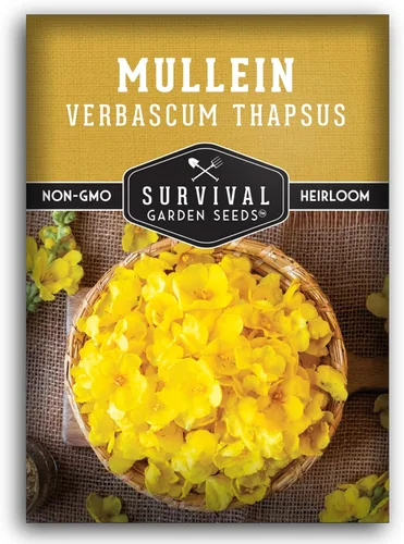 Semillas de gordolobo para plantar, hierba bienal medicinal Verbascum Thapsus con flores amarillas altas, aptas para polinizadores abiertos sin OMG,