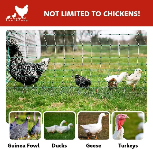 Miniatura 4 de RentACoop Valla eléctrica de red para aves de corral, recinto eléctrico para aves de corral para pollos, patos, pavos - Adecuado para pollos de 4