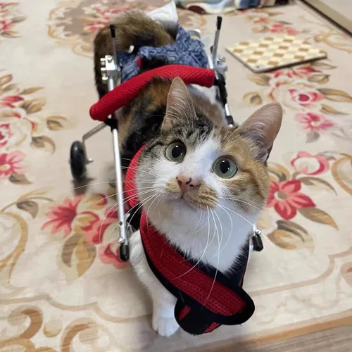 Miniatura 7 de Silla de ruedas para gatos, silla de ruedas para mascotas, diseño de arnés extraíble, silla de ruedas ligera para patas traseras de perros, gatos