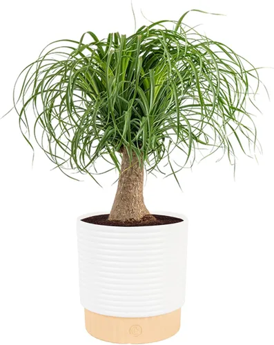 Miniatura 25 de Costa Farms Palma de Cola de Caballo, Planta Viva en Maceta Decorativa, Fácil de Mantener, Planta de Interior Perfecta para el Hogar, Habitación u