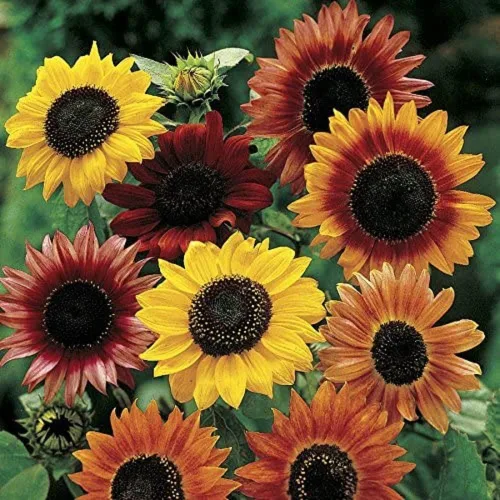 Miniatura 4 de Semillas de mezcla de girasol para plantar – Más de 100 semillas de girasol sin OMG – Plantar y cultivar jardín de flores al aire libre en casa, 2
