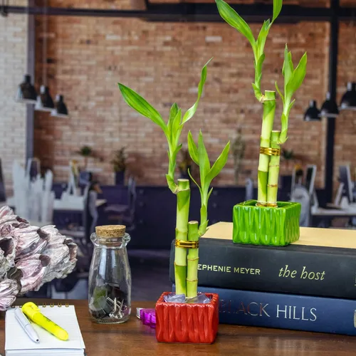 Live Lucky Bamboo - Arreglo de amor con 2 tallos en maceta cuadrada de cerámica roja, planta de bambú de la suerte para interiores en maceta para