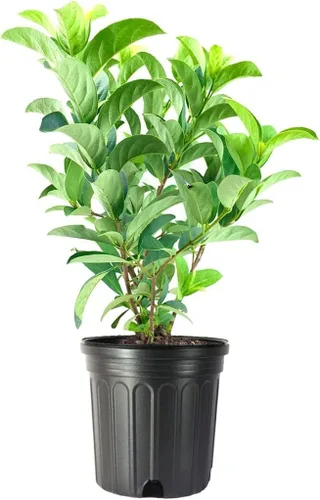 Sweet Viburnum Odoratissimum | 1 plantas vivas de tamaño #1 | Arbustos de detección de privacidad de hoja perenne de rápido crecimiento