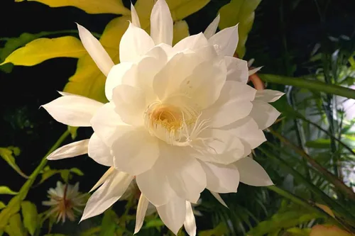 Miniatura 2 de Corte de cactus orquídea White Queen of The Night, corte de cactus Epiphyllum Oxypetalum, 8 pulgadas a 10 pulgadas de alto, sin raíz