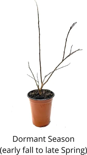 Miniatura 3 de Tuscarora Crepe Myrtle Trees - Flores rosadas - Contenedores de cuarto de galón - Sistema de raíces fibrosas - Cultivado por Crape Myrtle Guy