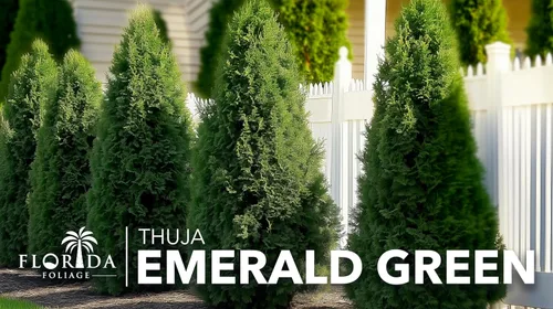 Miniatura 9 de Arborvitae verde esmeralda Árboles vivos del tamaño de 2 galones Thuja Occidentalis Smaragd Plantas de seto de detección de privacidad de hoja