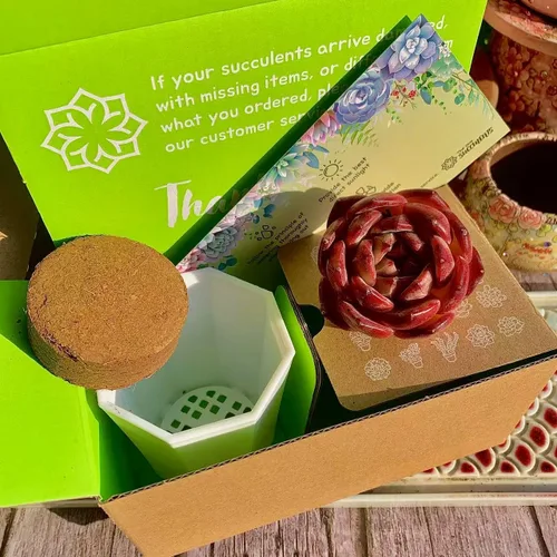Miniatura 2 de Echeveria agavoides Romeo - Kit de suculentas, con maceta de plástico, 1 cabeza de 2 pulgadas, planta viva de 2 pulgadas, suelo comprimido y guía