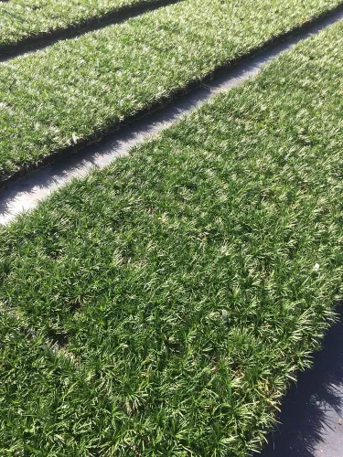 Hierba mondo enana | 72 plantas vivas | Ophiopogon Japonicus Nanus | Cubierta de suelo de hoja perenne amante de la sombra